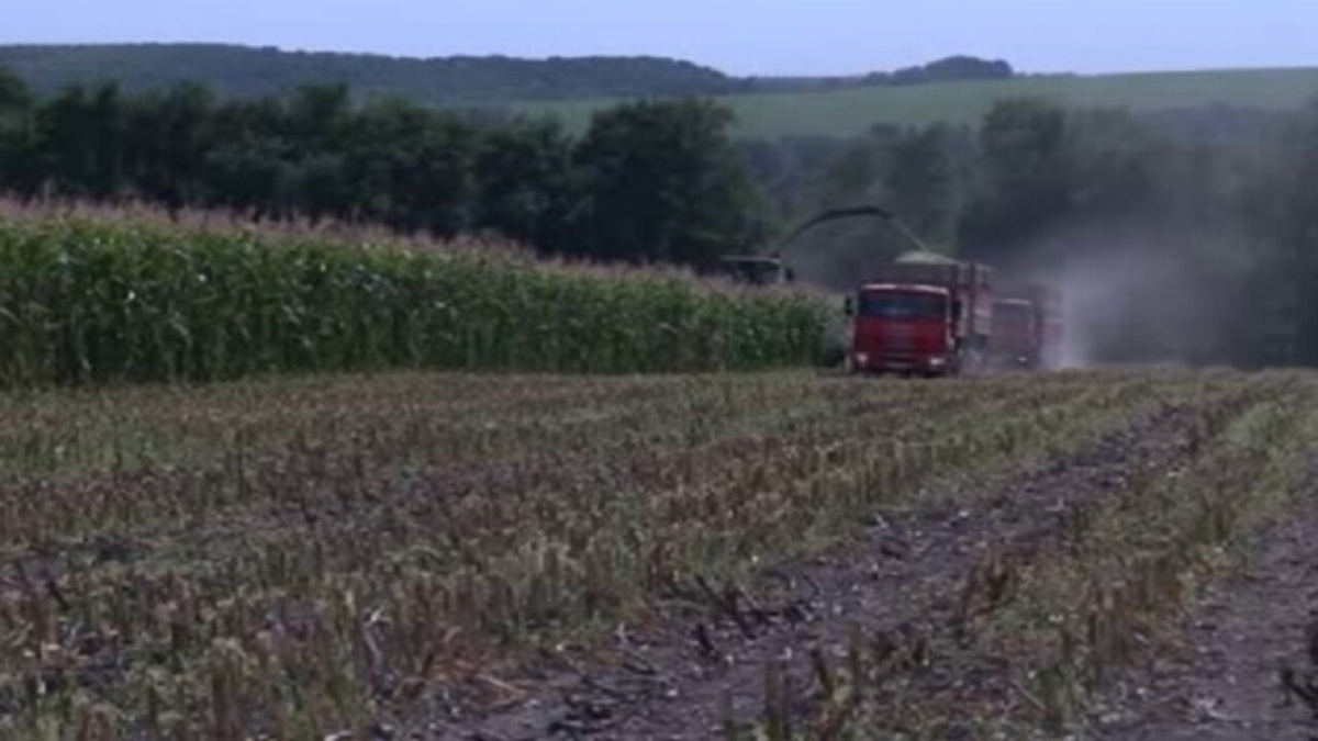    Оккупация ВСУ приграничных районов Курской области привела к потере оставшегося в полях урожая