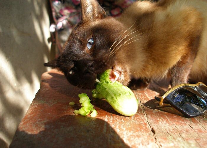 Кошки тоже всеядные?