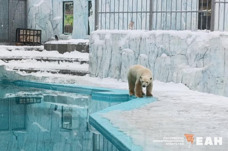    ЕАН. Вилюй и Хатанга могут создать медвежью семью