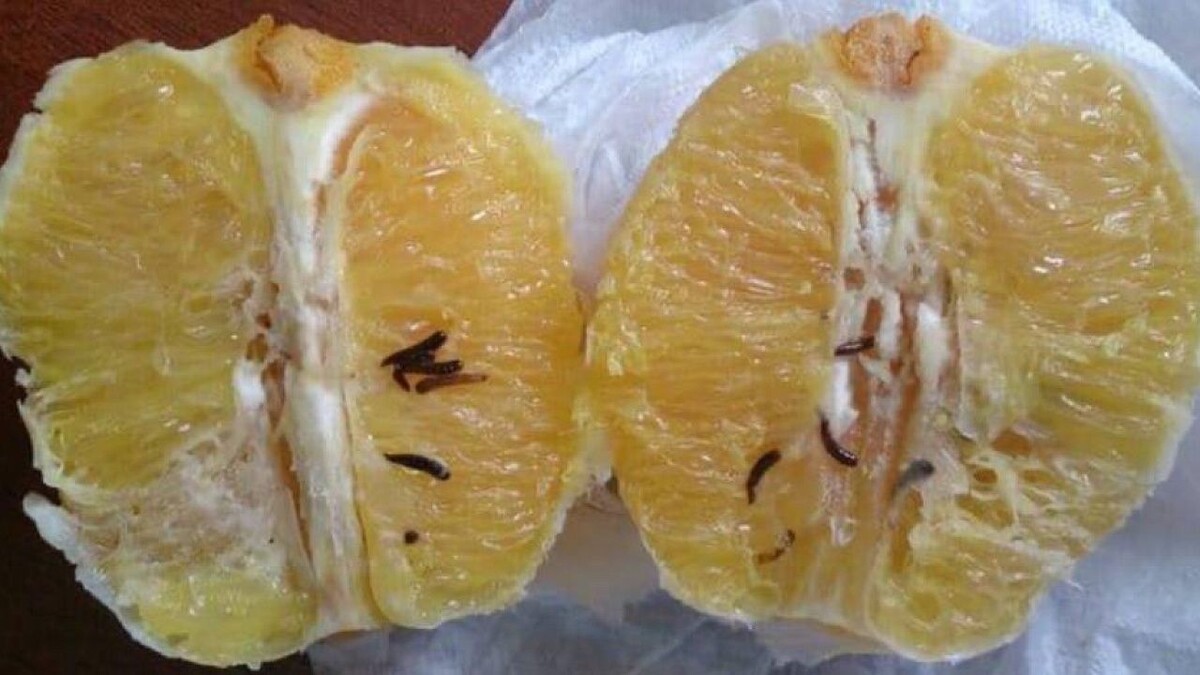    Фото: Южное межрегиональное управление Россельхознадзора