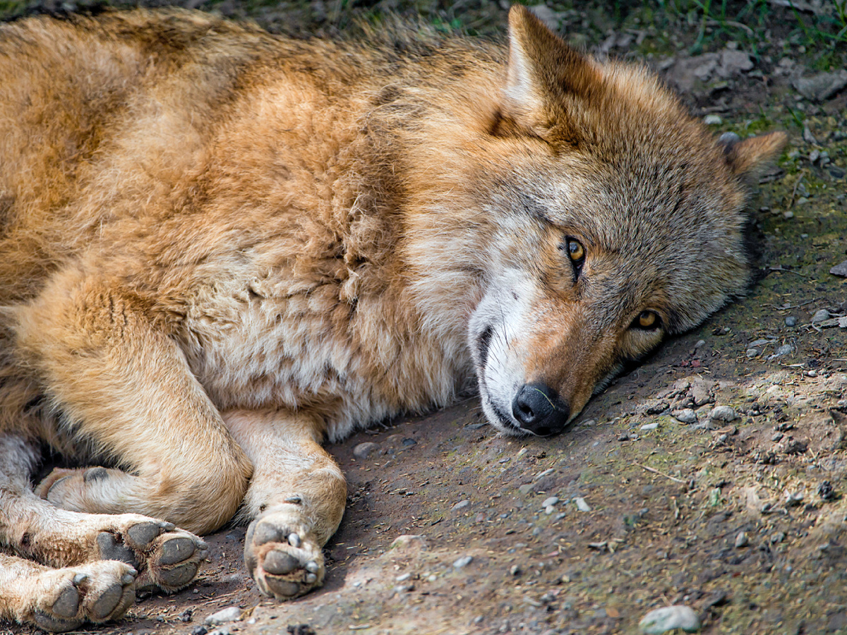 Фотография: Tambako The Jaguar, CC BY-ND 2.0