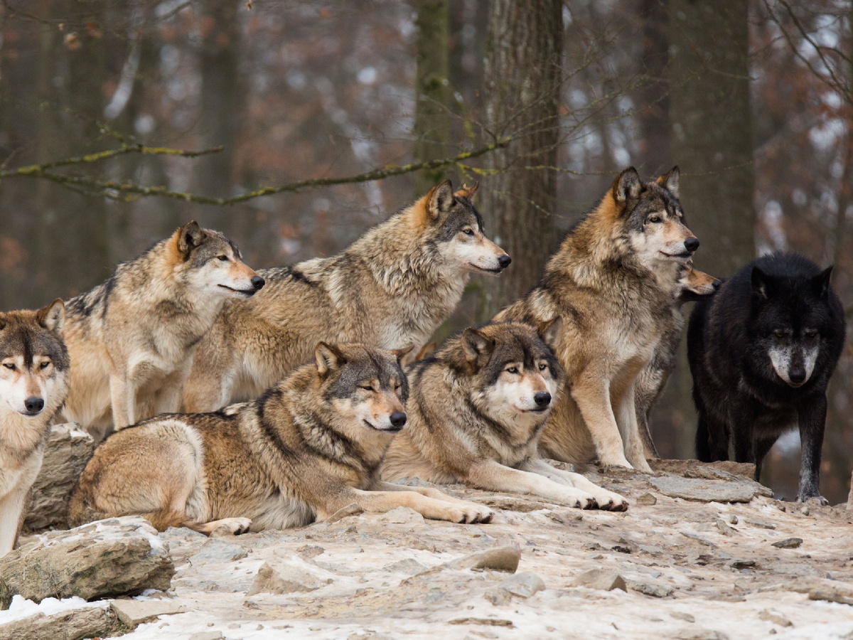 Фотография: Cloudtail the Snow Leopard, CC BY-NC-ND 2.0