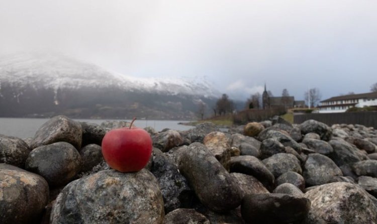    В Норвегии создают северные яблони для продуктивных садов в холодном климате