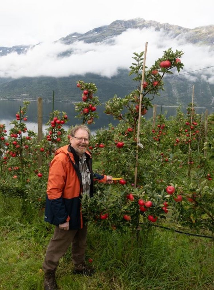     В Норвегии создают северные яблони для продуктивных садов в холодном климате
