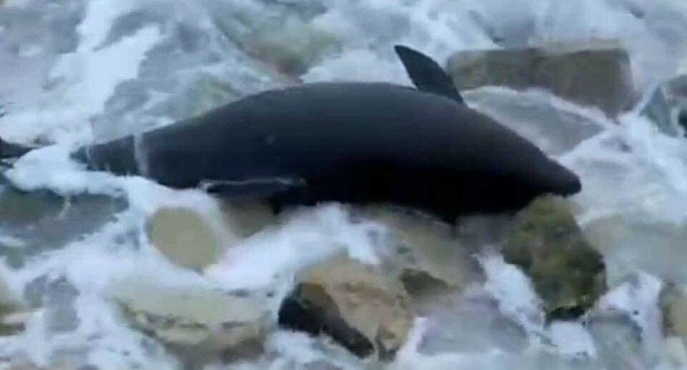    Delfacenter / Telegram