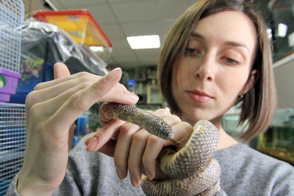    Покупка питона вместе с обустроенным террариумом в среднем обойдется покупателю в 40 тысяч рублей.