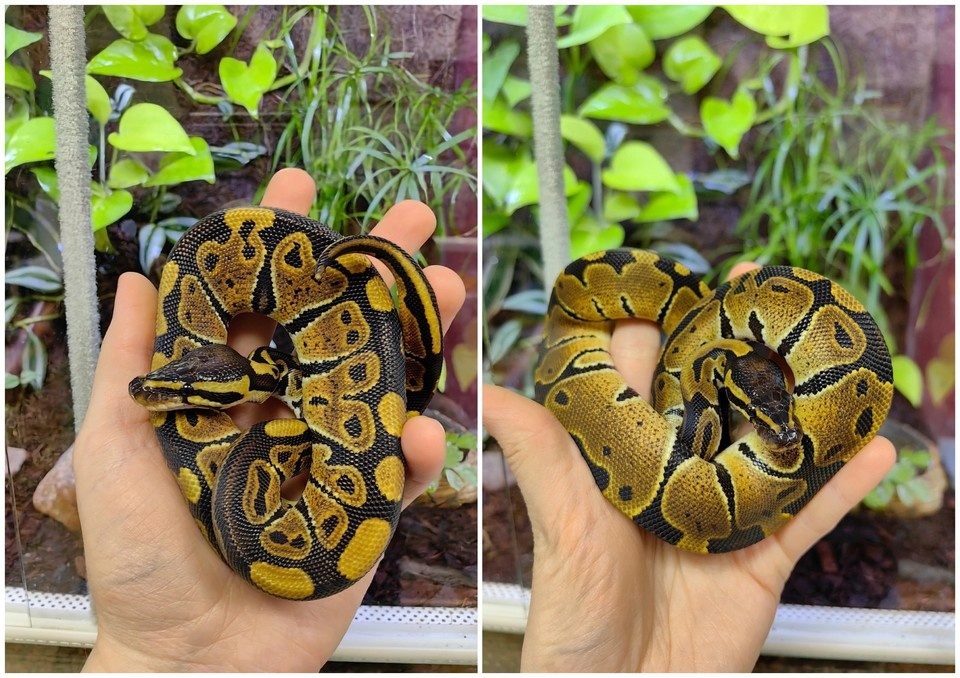    Малыши-питоны со временем вырастут до 1,5 метров. Фото: Зоомагазин Amazonka Челябинск/ ВК.