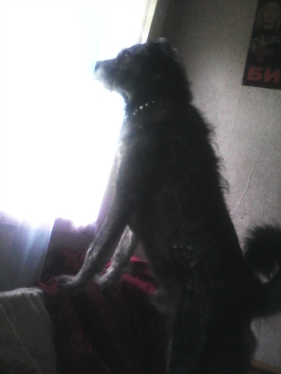 Рокки следит за дождём - на даче.....           фото из архива автора