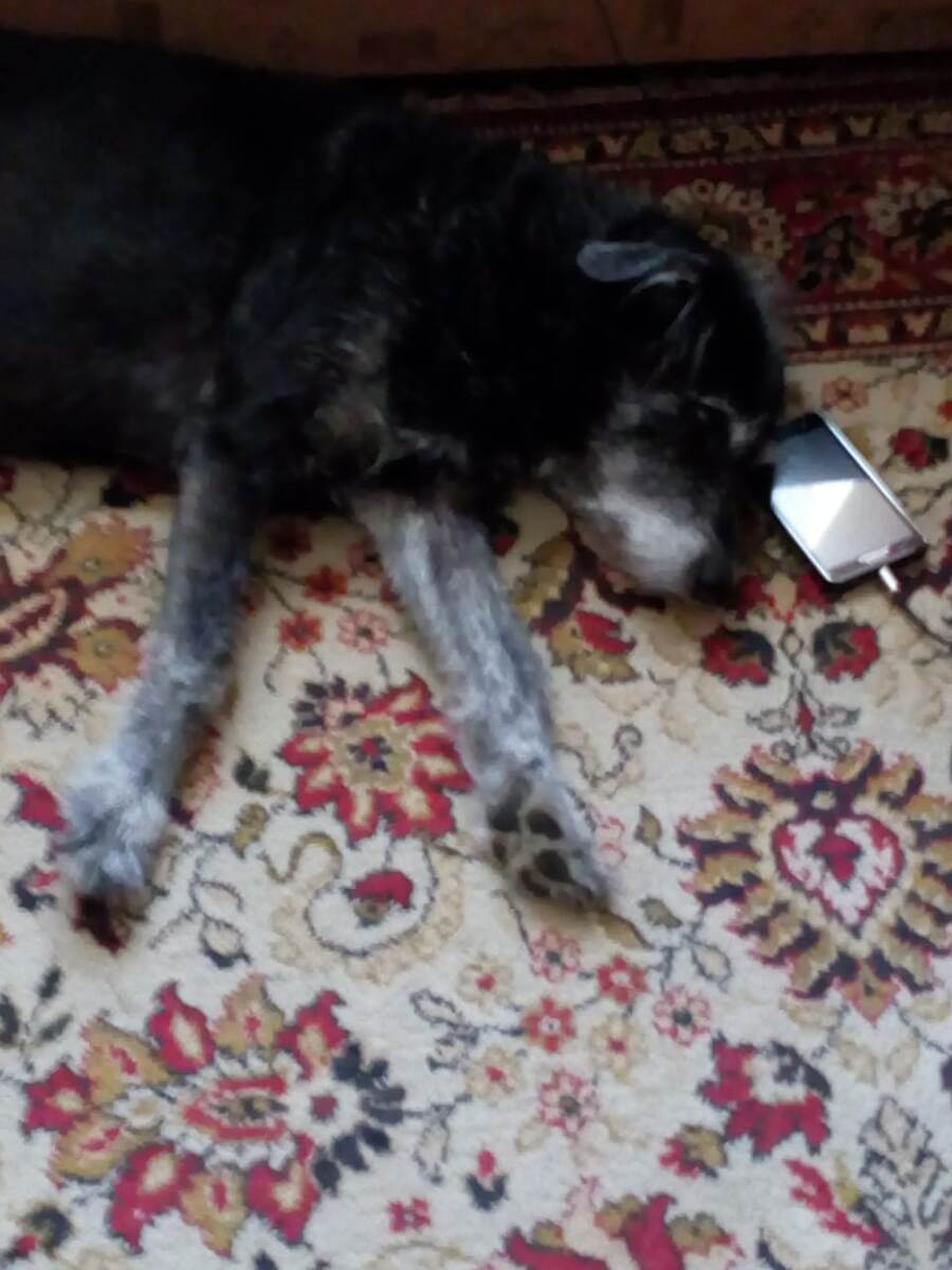 без телефона - как спать?                      фото из архива автора