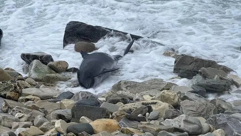 Фото vfokuse.mail.ru