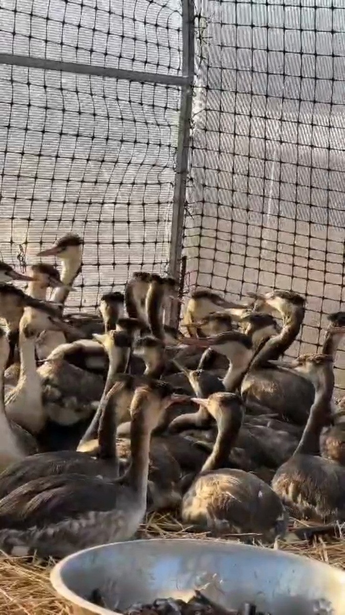 Фото из Тгм-канала Типичная Анапа https://t.me/+S5SxBavP99anL3wq