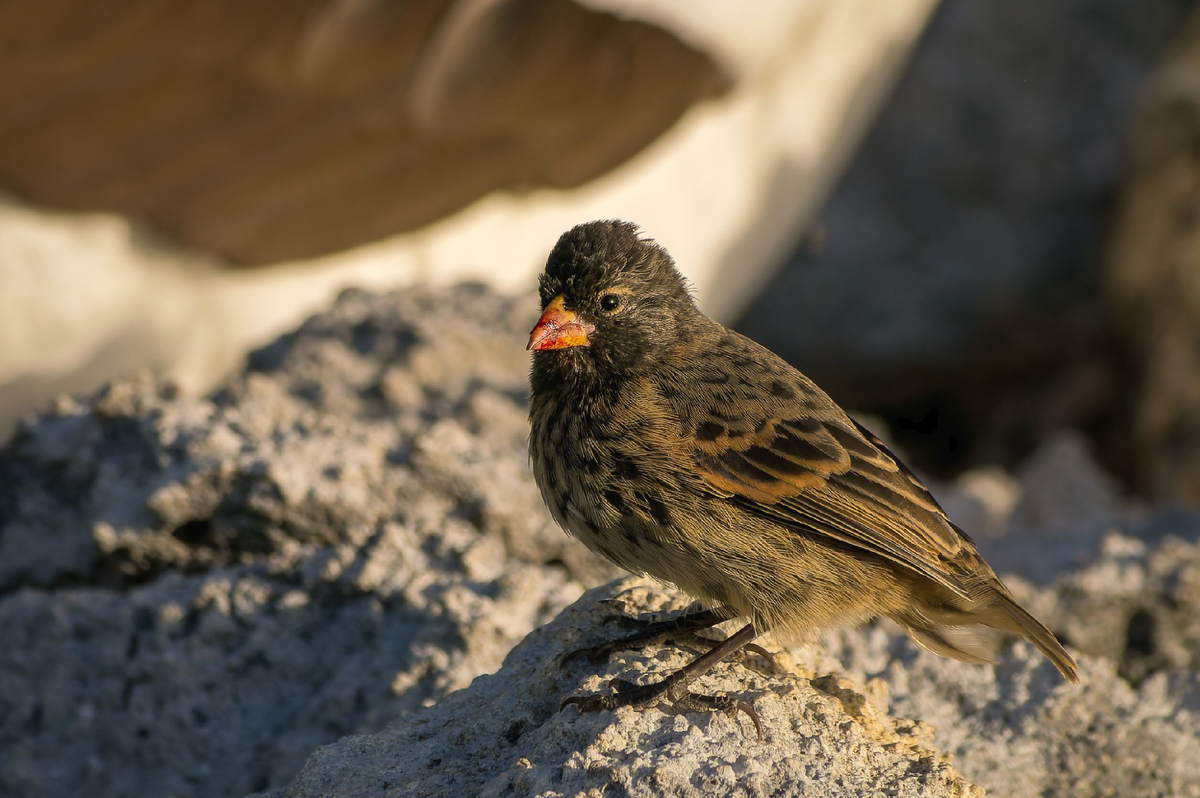 Маленький вампирёныш