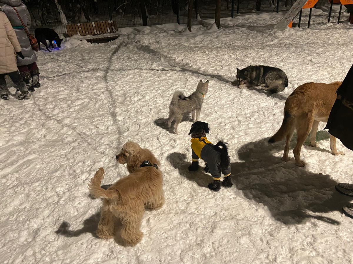 Моя лохматая