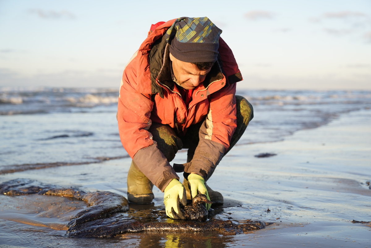 Спасение птицы в мазуте