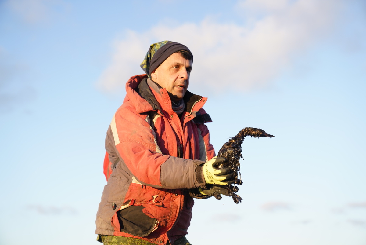 Спасение птицы в мазуте