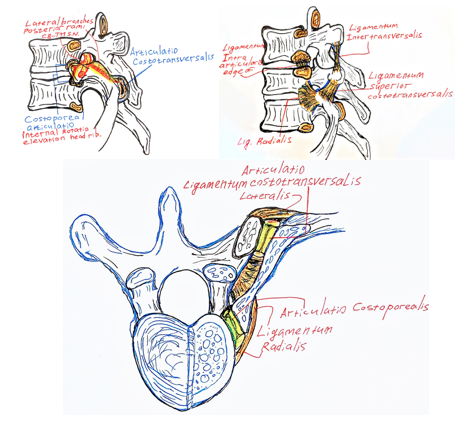 Иллюстрация ребернопозвоночных суставов образующих спинальный кифоз, реберно-пореальные(Фасеточные) суставы и реберно-поперечные суставы Связочный комплекс грудного позвоночно двигательного сегмента образован радиальной и поперечной связками. Иннервация реберно-пореальных(Фасеточных) и реберно-поперечных суставов осуществляется задними латеральными ветвями дорсальных нервных корешков(n. lateralis posterior rami Nervus Spinalis) суставов грудного отдела позвоночника[6]
Иллюстрация ребернопозвоночных суставов образующих спинальный кифоз, реберно-пореальные(Фасеточные) суставы и реберно-поперечные суставы Связочный комплекс грудного позвоночно двигательного сегмента образован радиальной и поперечной связками. Иннервация реберно-пореальных(Фасеточных) и реберно-поперечных суставов осуществляется задними латеральными ветвями дорсальных нервных корешков(n. lateralis posterior rami Nervus Spinalis) суставов грудного отдела позвоночника[6]
Иллюстрация ребернопозвоночных суставов образующих спинальный кифоз, реберно-пореальные(Фасеточные) суставы и реберно-поперечные суставы Связочный комплекс грудного позвоночно двигательного сегмента образован радиальной и поперечной связками. Иннервация реберно-пореальных(Фасеточных) и реберно-поперечных суставов осуществляется задними латеральными ветвями дорсальных нервных корешков(n. lateralis posterior rami Nervus Spinalis) суставов грудного отдела позвоночника[6]
