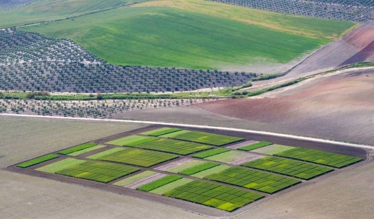    Сельское хозяйство со здоровыми почвами - единственный рукотворный поглотитель углерода