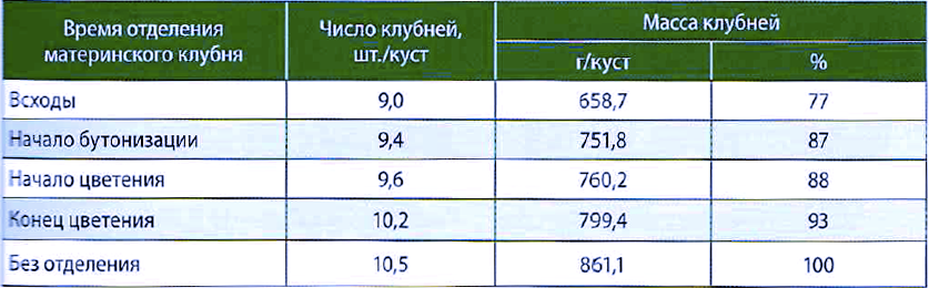 Влияние отделения материн­ского клубня на продуктивность растений