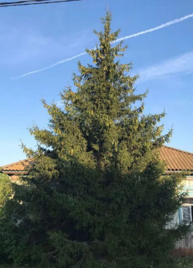    "А кому ёлочку?" (фото из объявления)