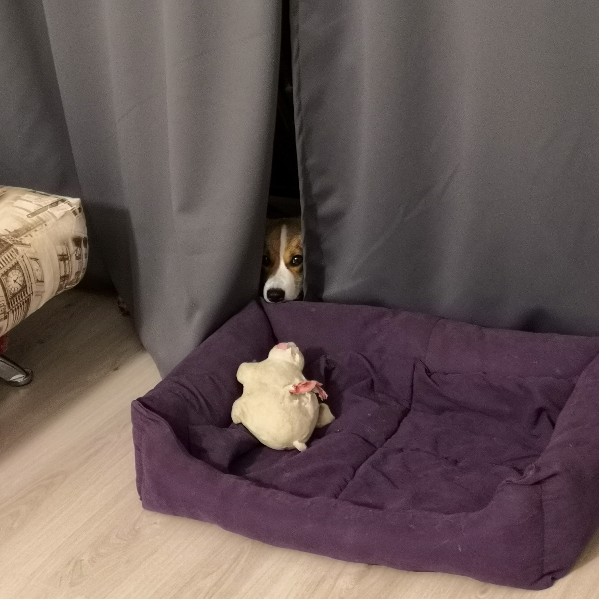 Раньше Мерлин прятался за шторой, теперь он там спит