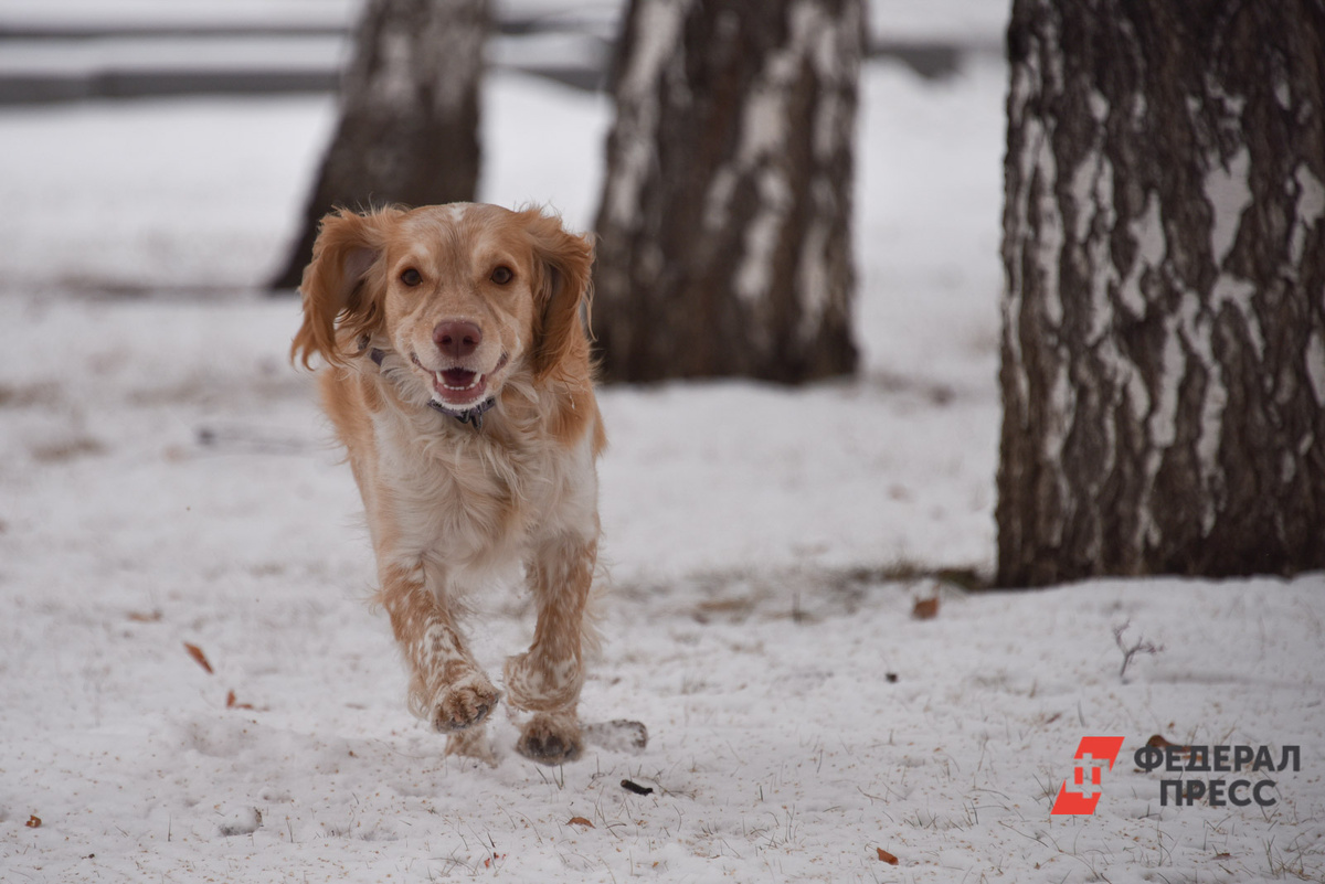 В Свердловскую область пришло предновогоднее потепление.  Фото: ФедералПресс / Полина Зиновьева