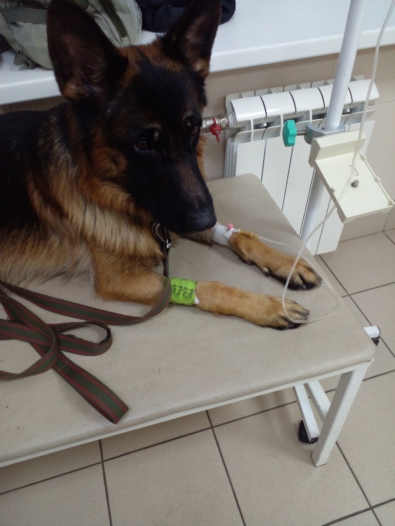 Асгерт в клинике, фото автора. 