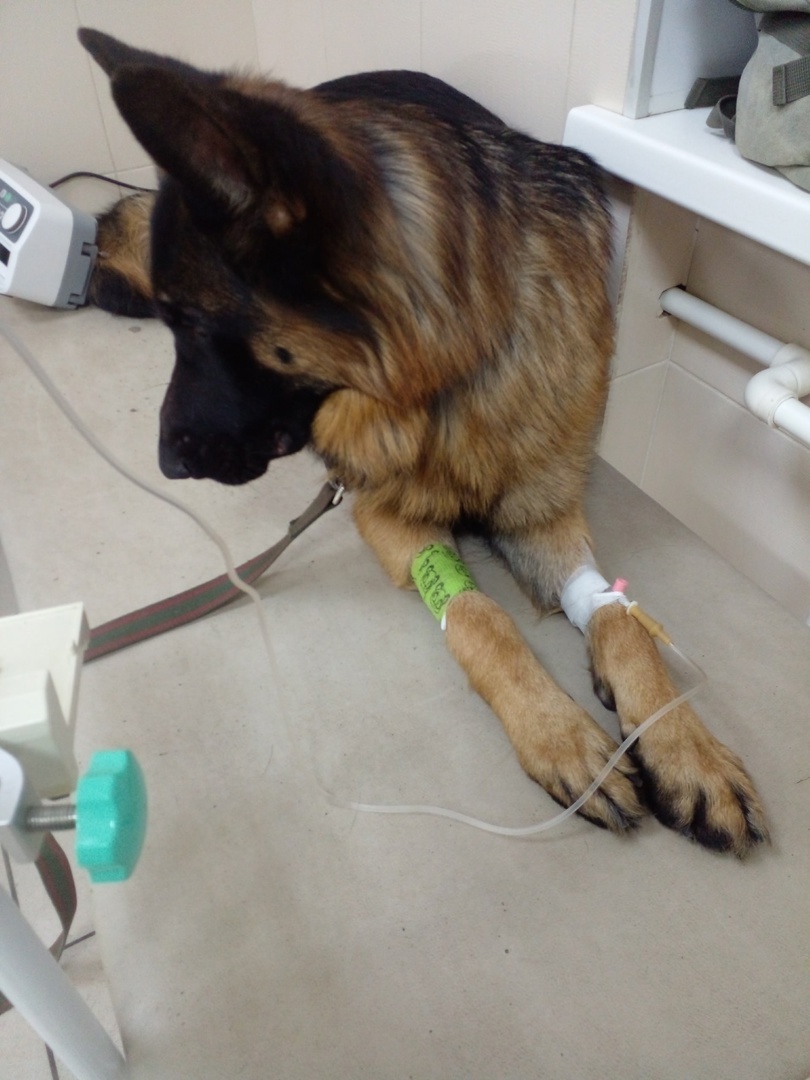 Асгерт в клинике, фото автора. 