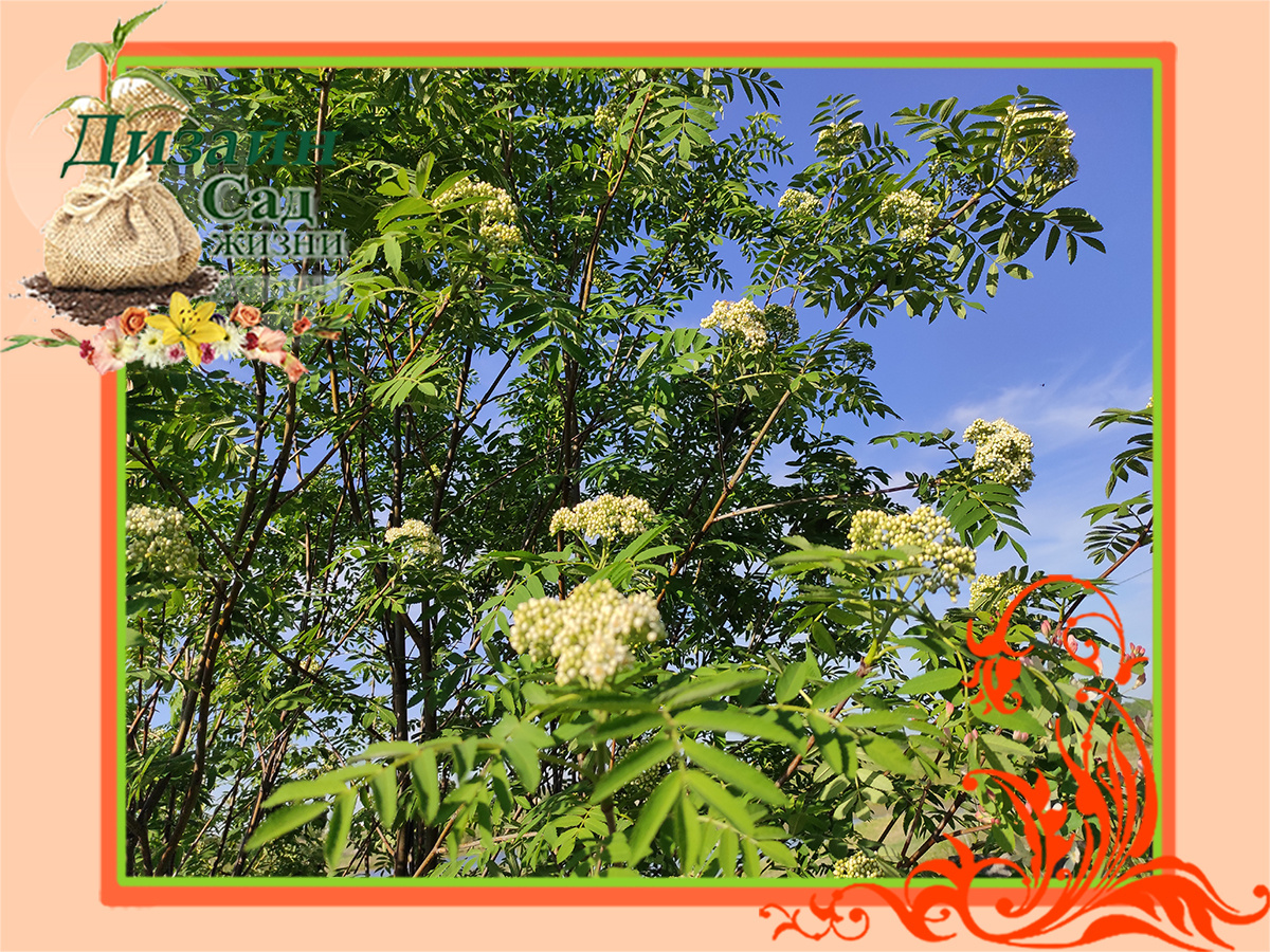 Отношение декоративных культур к увлажнению почвы