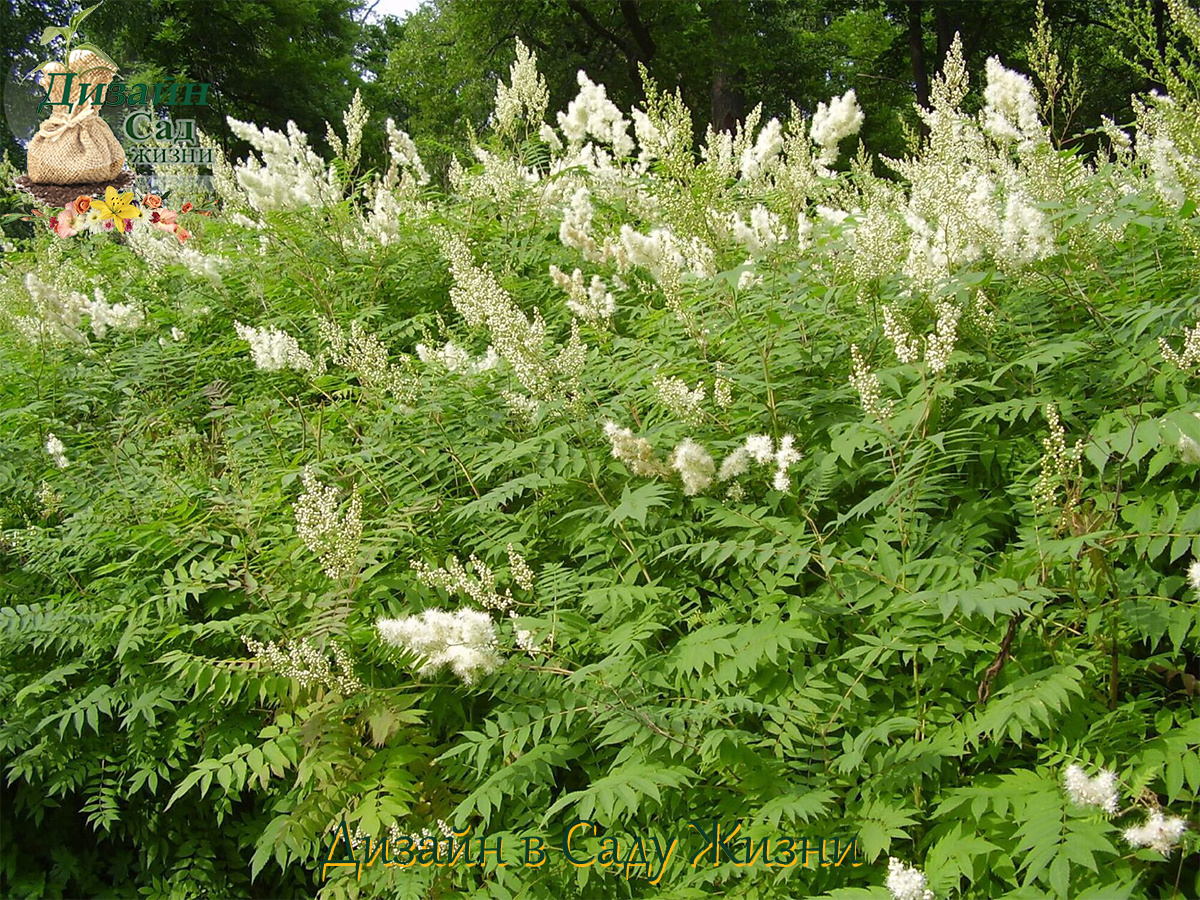 Рябинник рябинолистный (Sorbifilia)