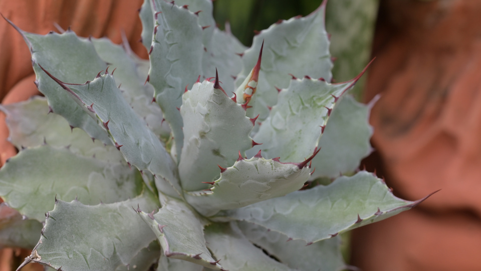 Агава. Фото: shutterstock.com