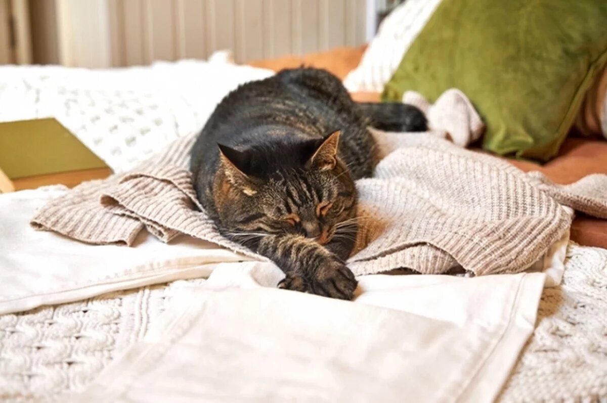    Ветеринар Шеляков объяснил, какие продукты могут навредить здоровью кошек