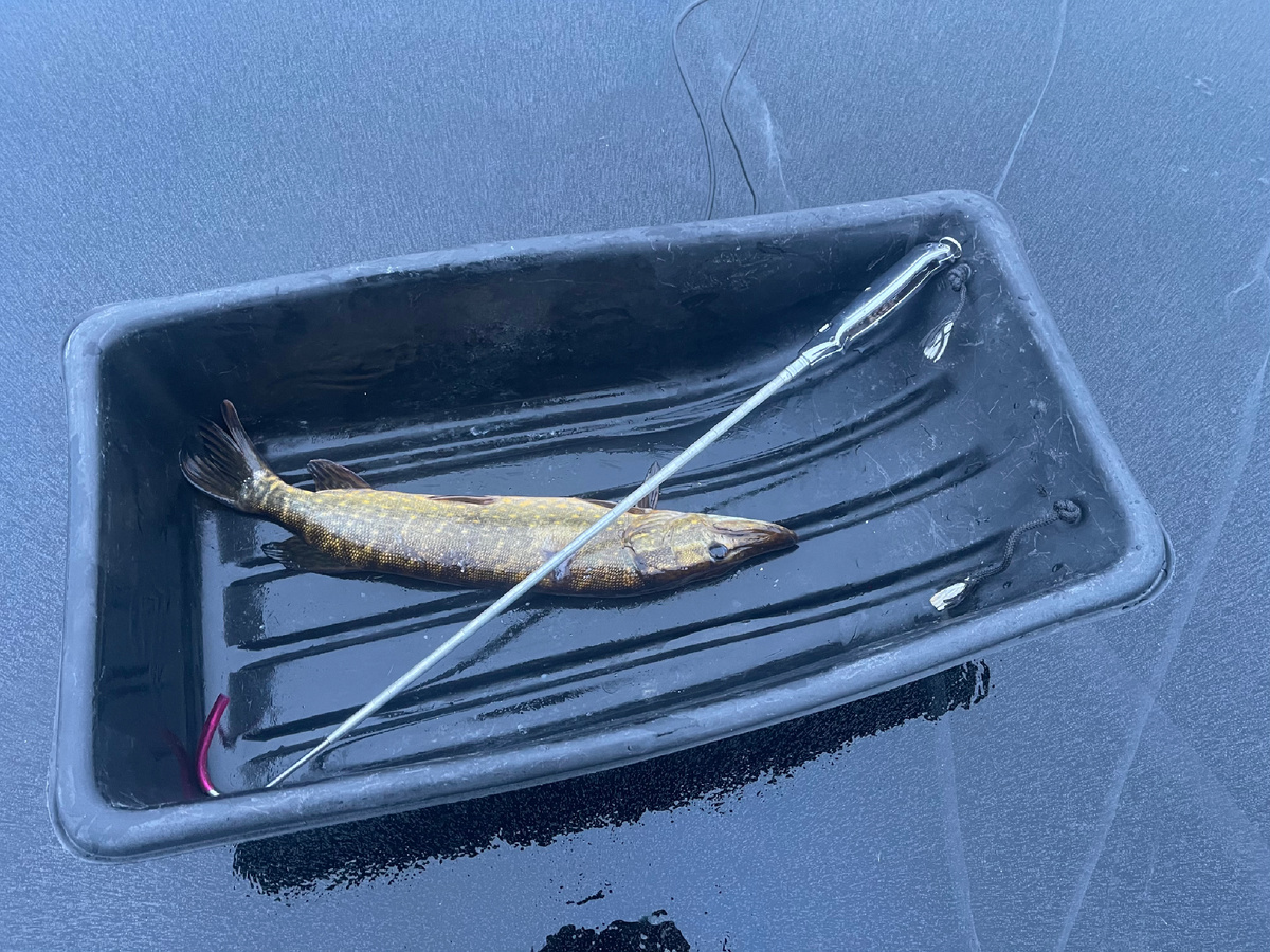 Первая поклевка, и сразу зачетный хвост!