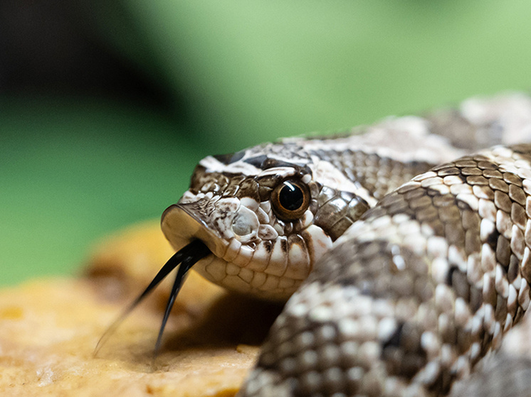 Фото: Silas Stein/dpa/Global Look Press