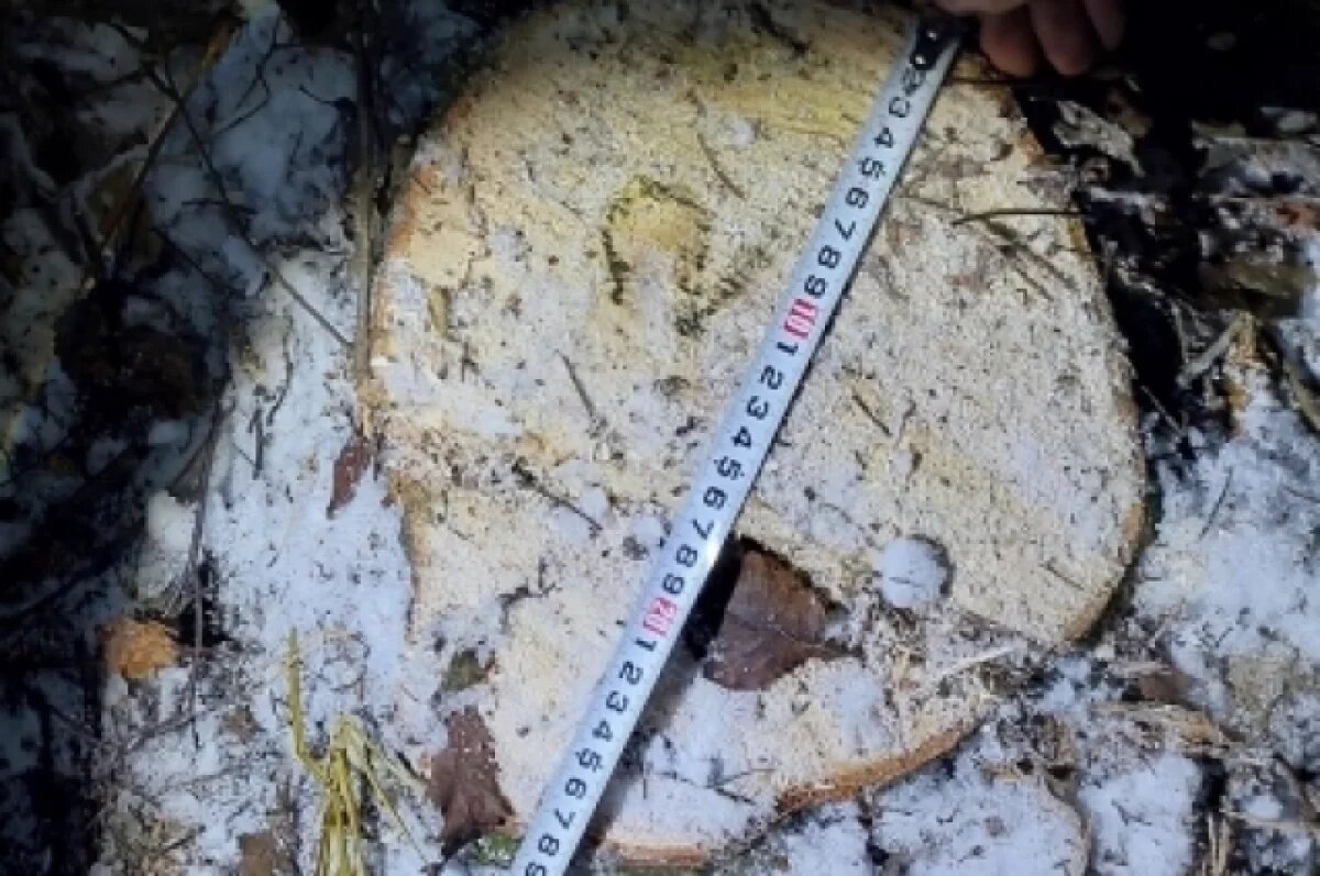    За незаконную вырубку пихт задержали жителя Удмуртии