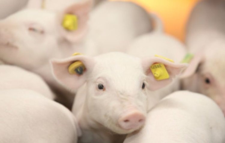    Итоги мясного животноводства 2024 подводит Липецкая область