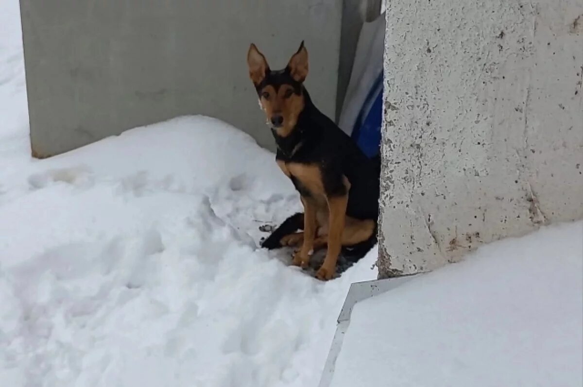    В Рыбинске мальчик, пришедший на утренник, забрал уличного щенка возле ДК