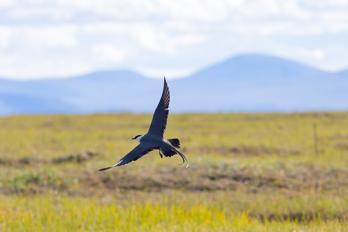 длиннохвостый поморник