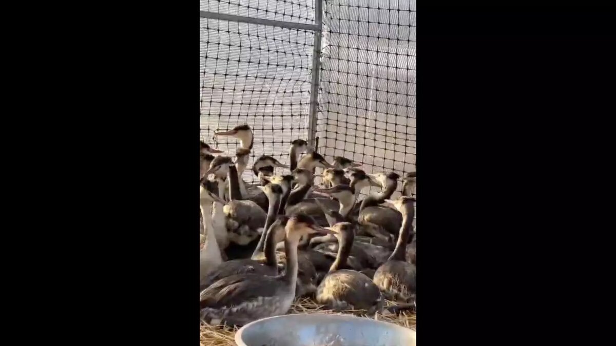     Источник: @stavadm1777