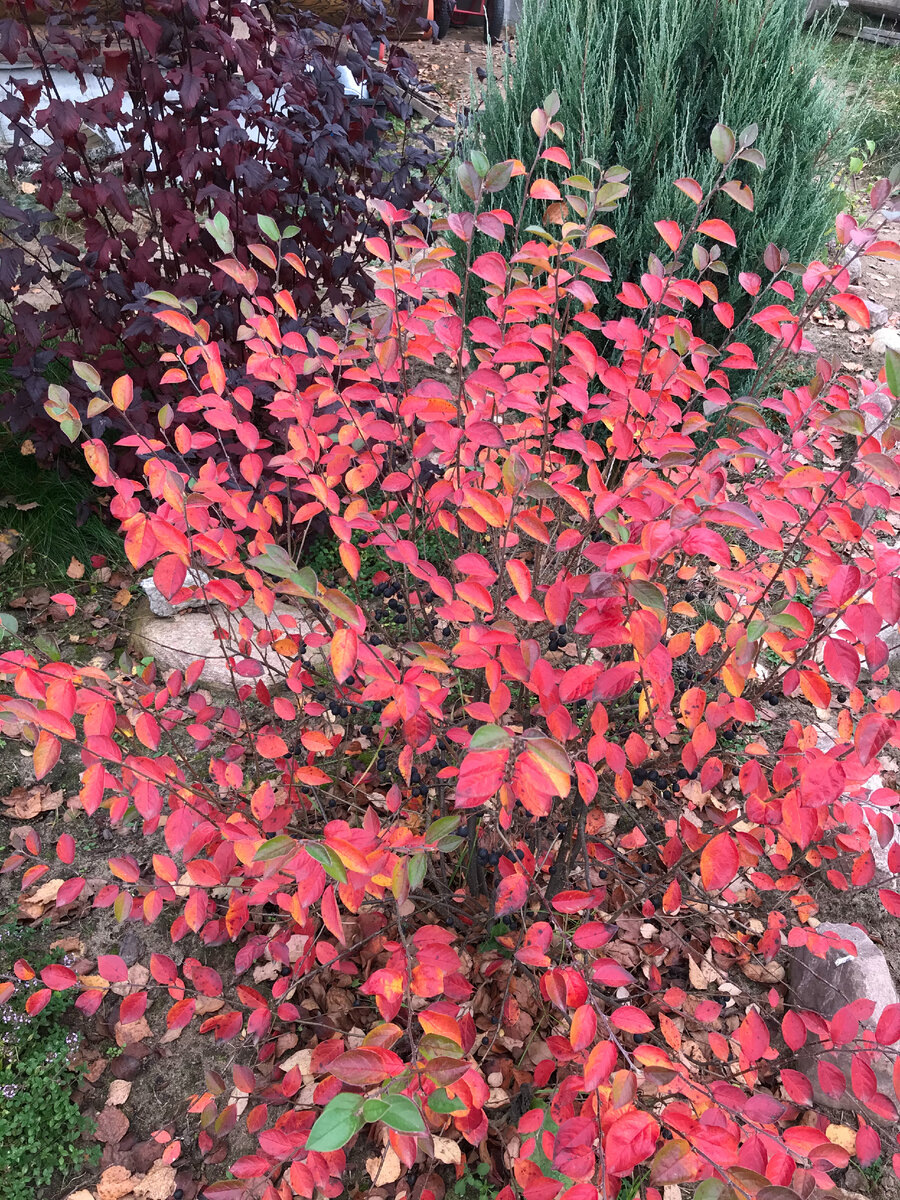 кизильник блестящий осенью, волшебный цвет 