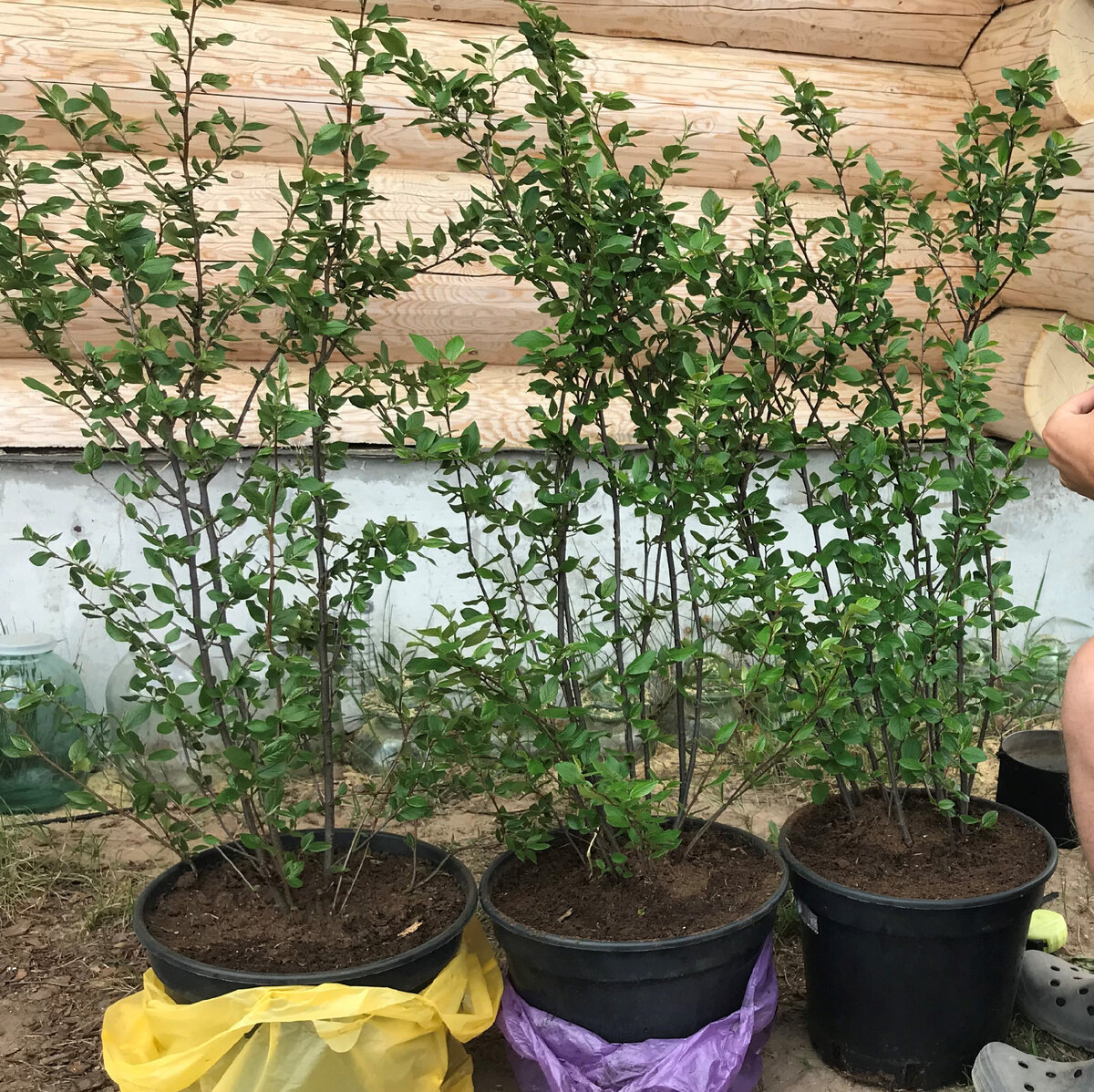 три саженца из питомника с которых был взят материал для черенкования ( маточные кусты )