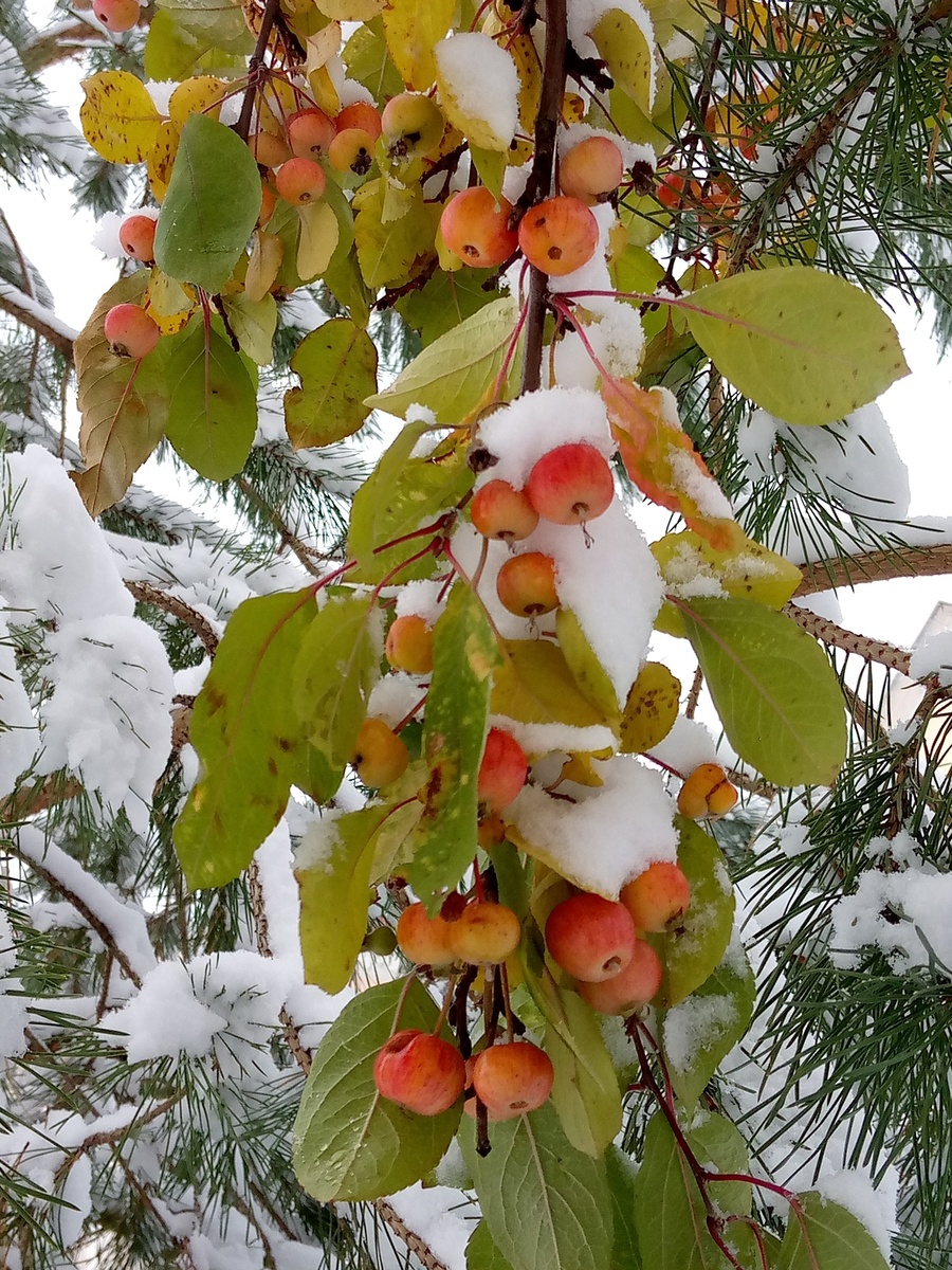 Райские яблочки и сосна под снегом. Фото Алены Селивановой