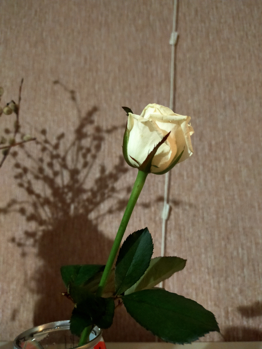 Роза которую грызет Лёва.