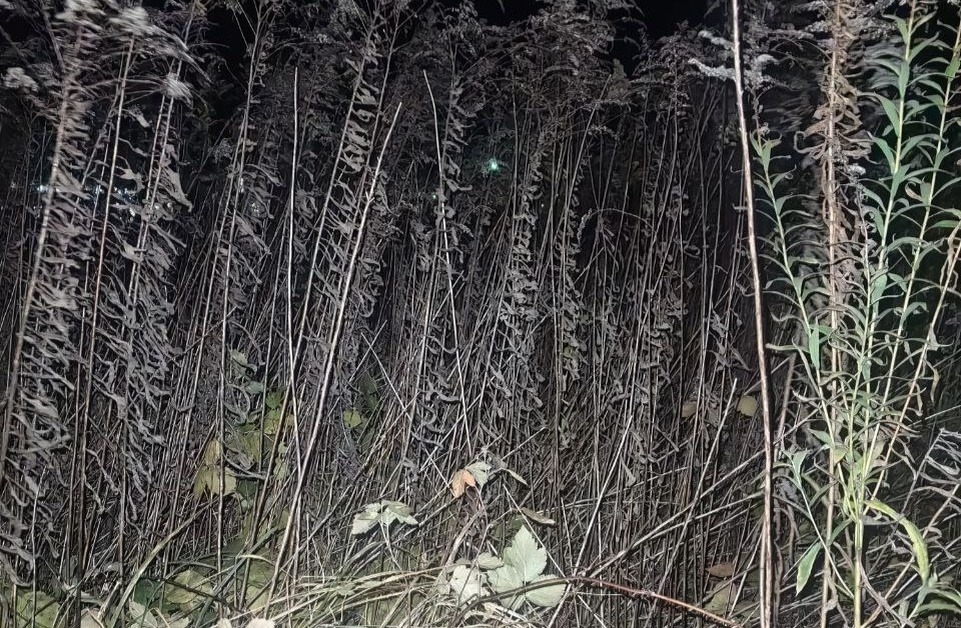 Тот самый пустырь. Фото автора.