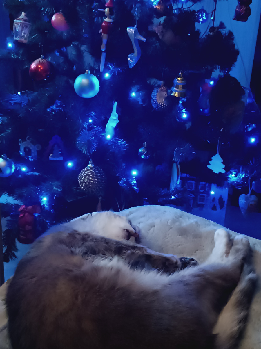 Для Муси ёлочка - новая игрушка и место для сладких снов)))