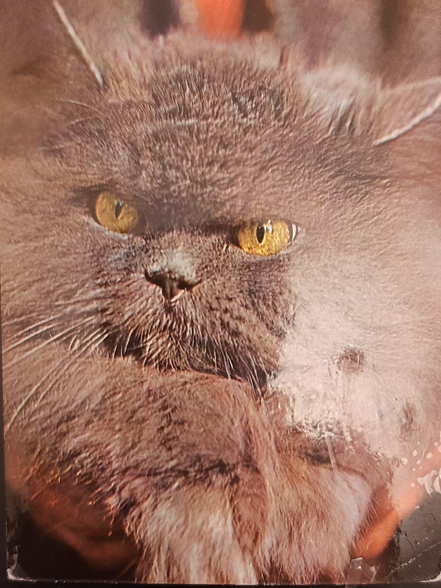 Одна из открыток с котиками