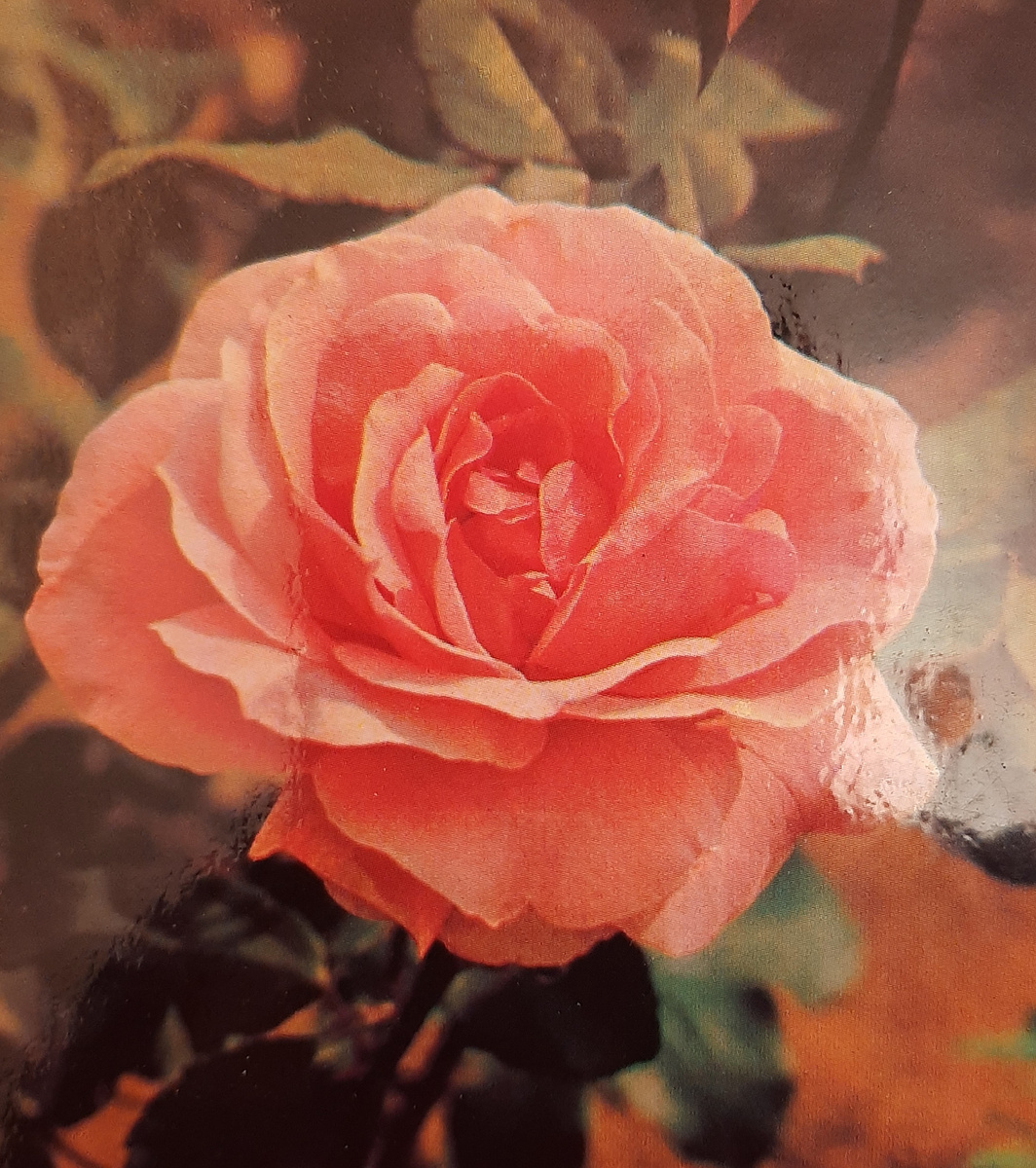 Моя единственная открытка с розой