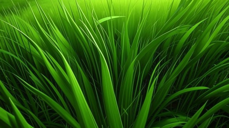    В 2025 году в Калмыкии затопят свыше 20 тысяч га лиманных сенокосов