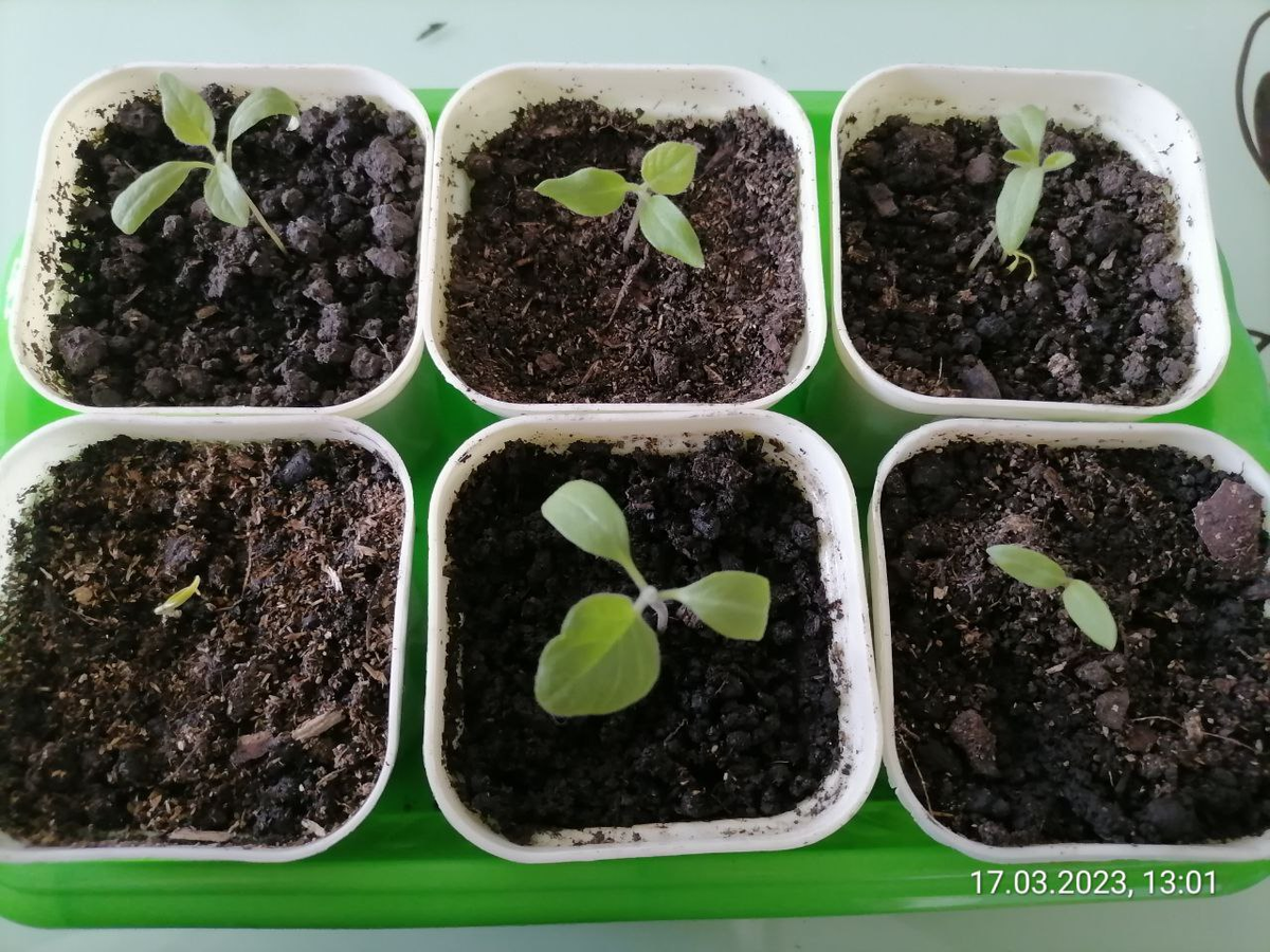 Всходы баклажанов, фото автора