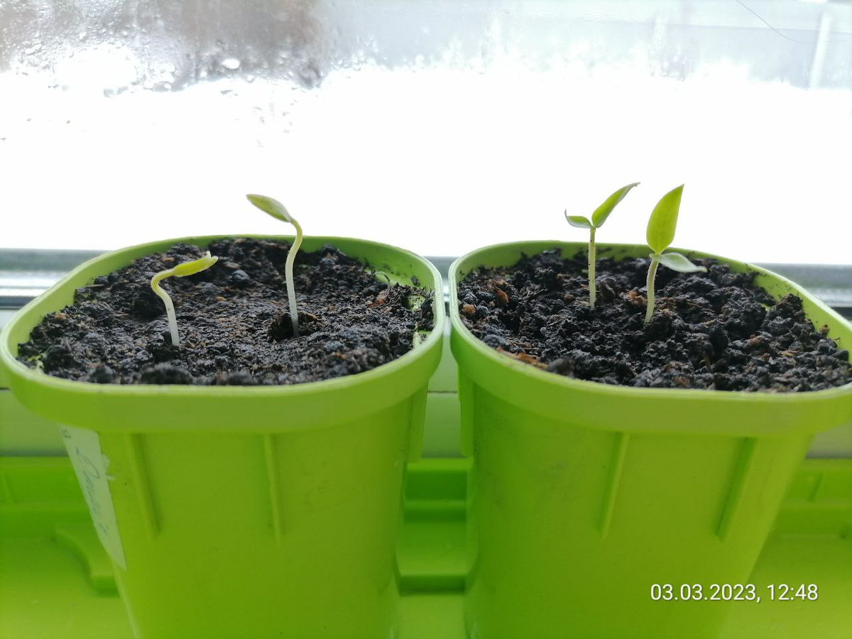 Чтобы точно был всход, сею по 2 семечка в горшочек, фото автора