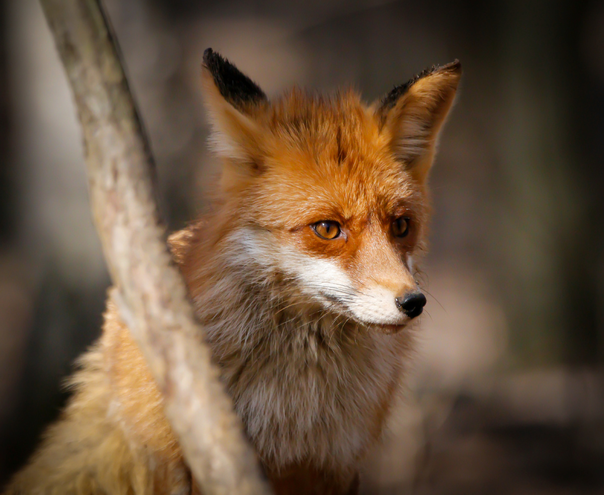 Лисица обыкновенная